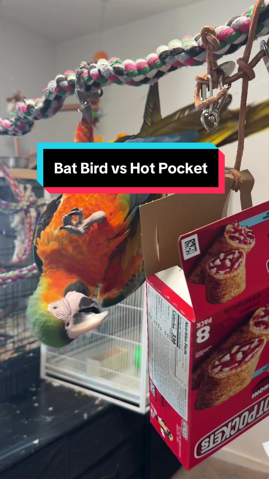@Fancy Pie