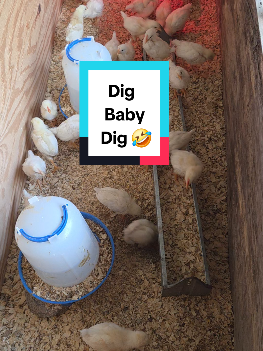 @DelaterrePermacultureFarm