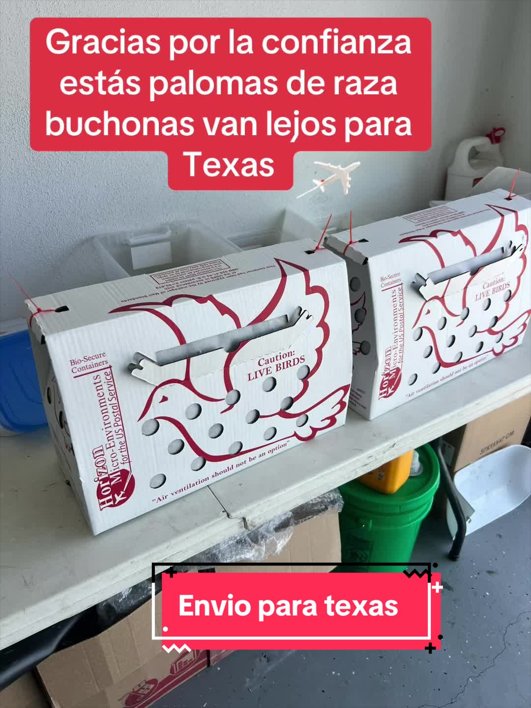 @Palomar Guines