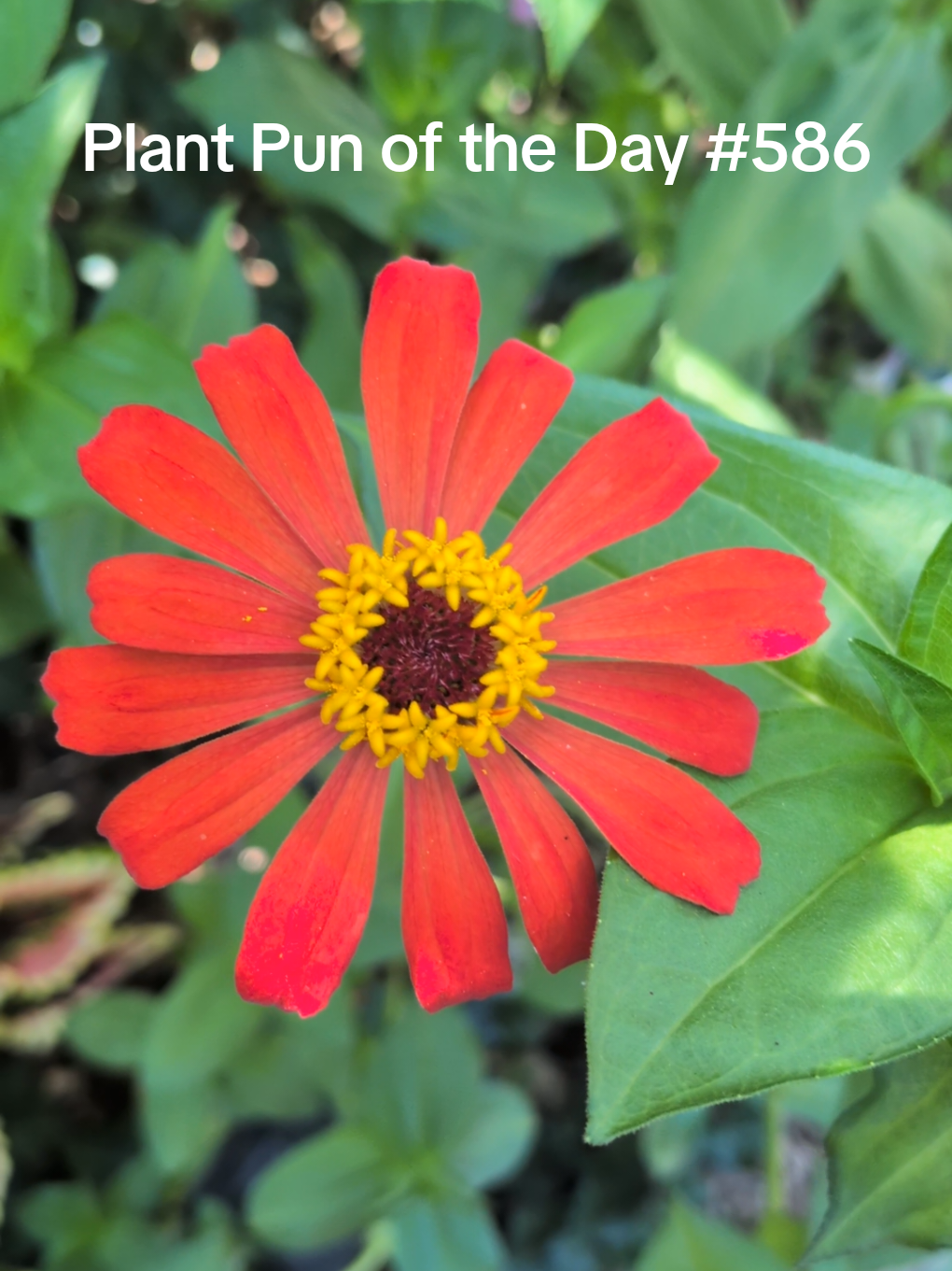 @The Plantiful Gardener