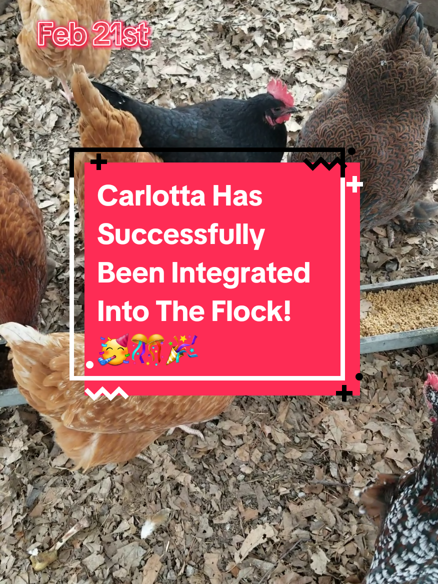 @CityChickenFarm
