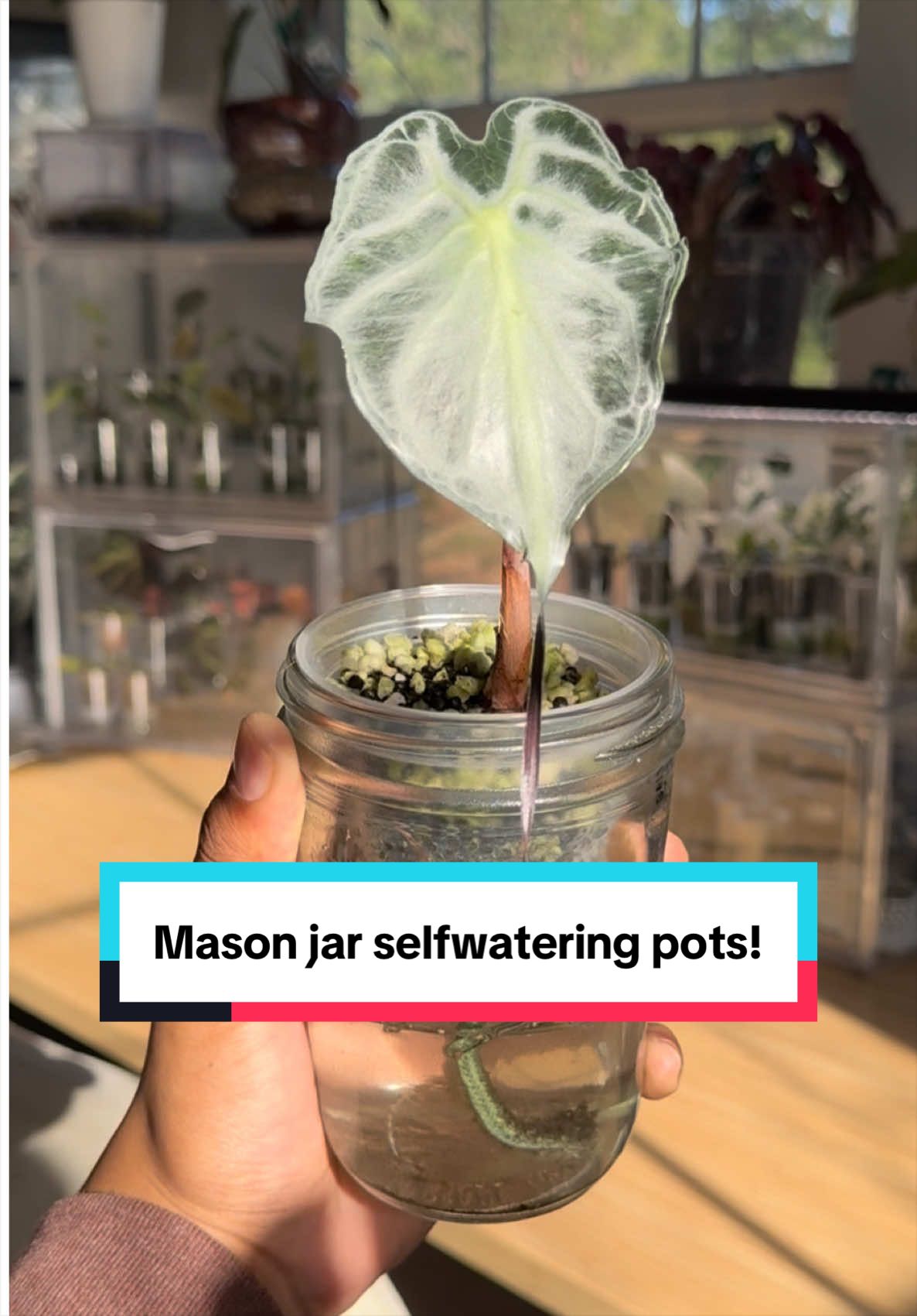 @RarePlantNinja