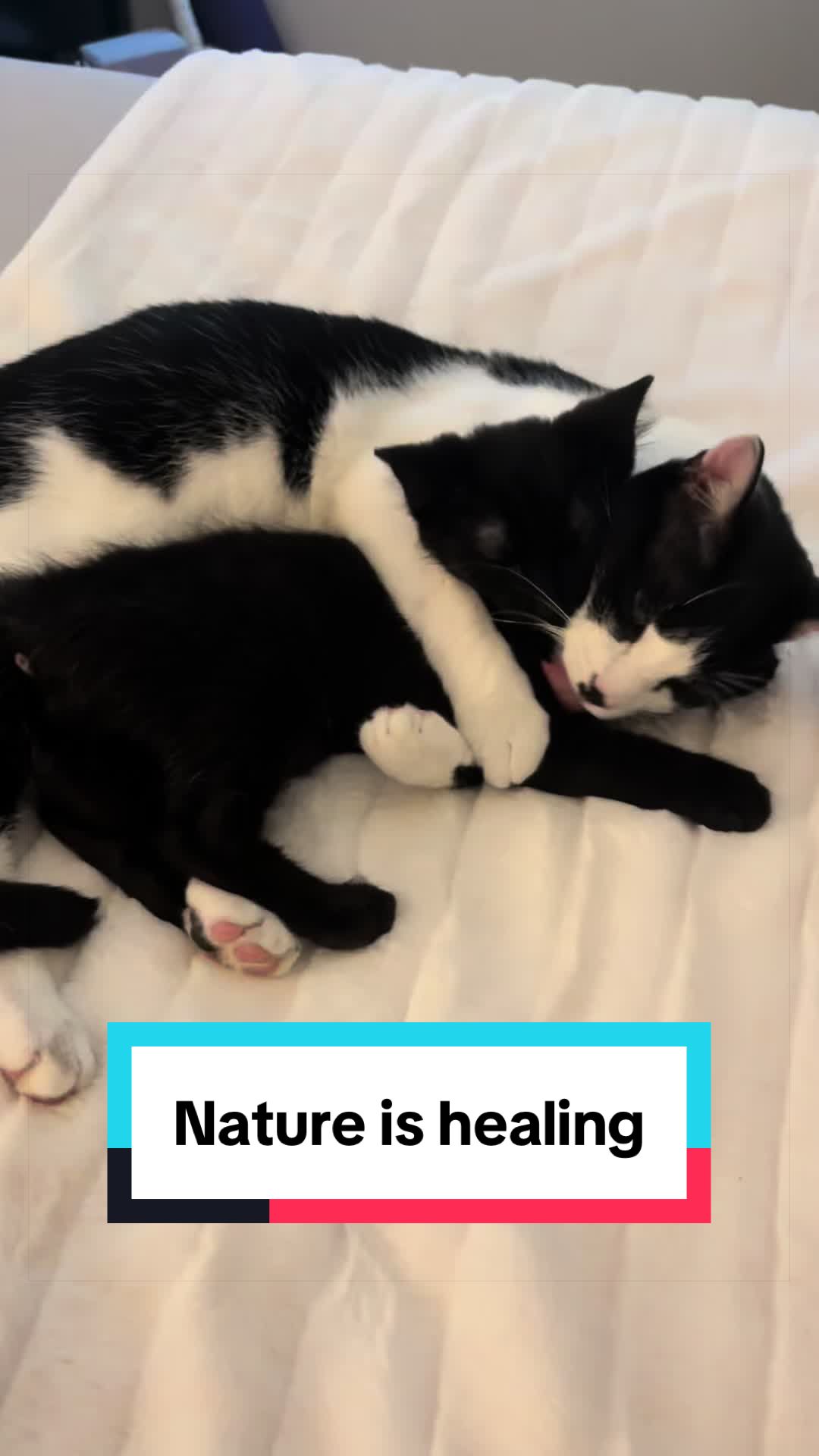 @Christina | Cat Rescue 🐾