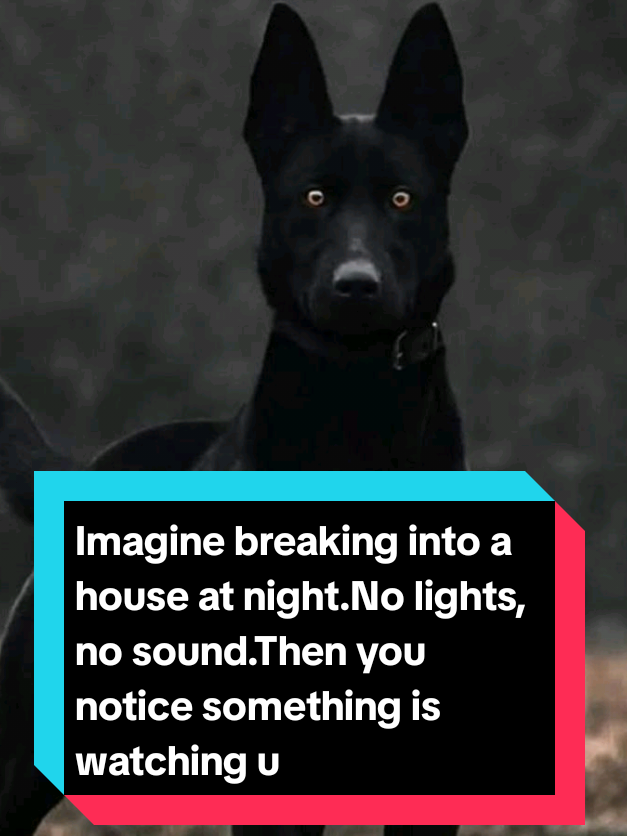 @The pet post