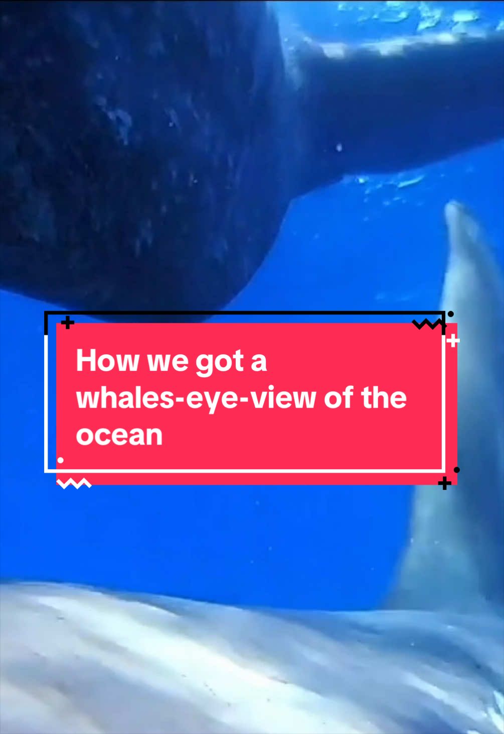 @TED Talks