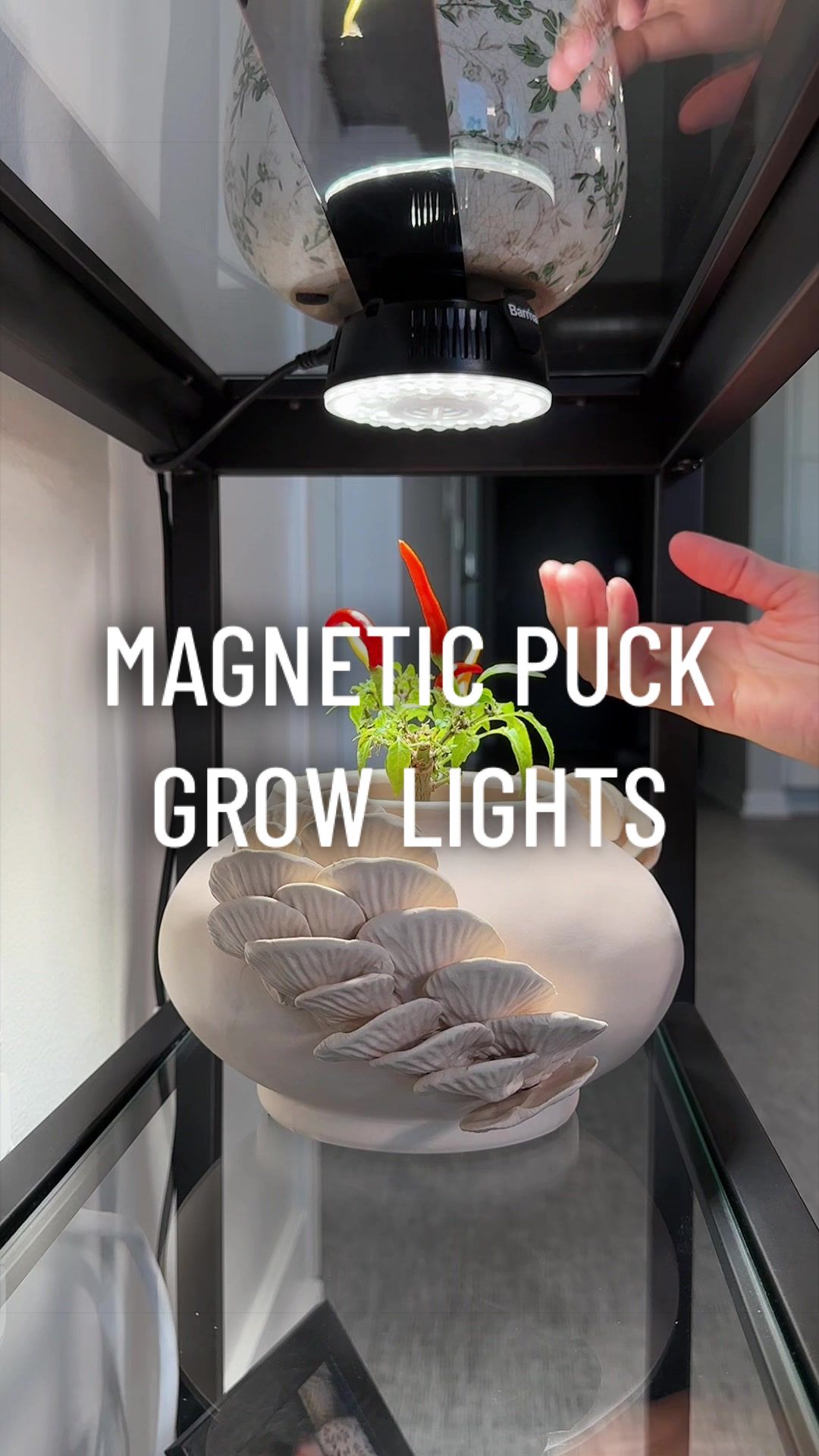 @gardeningindoors