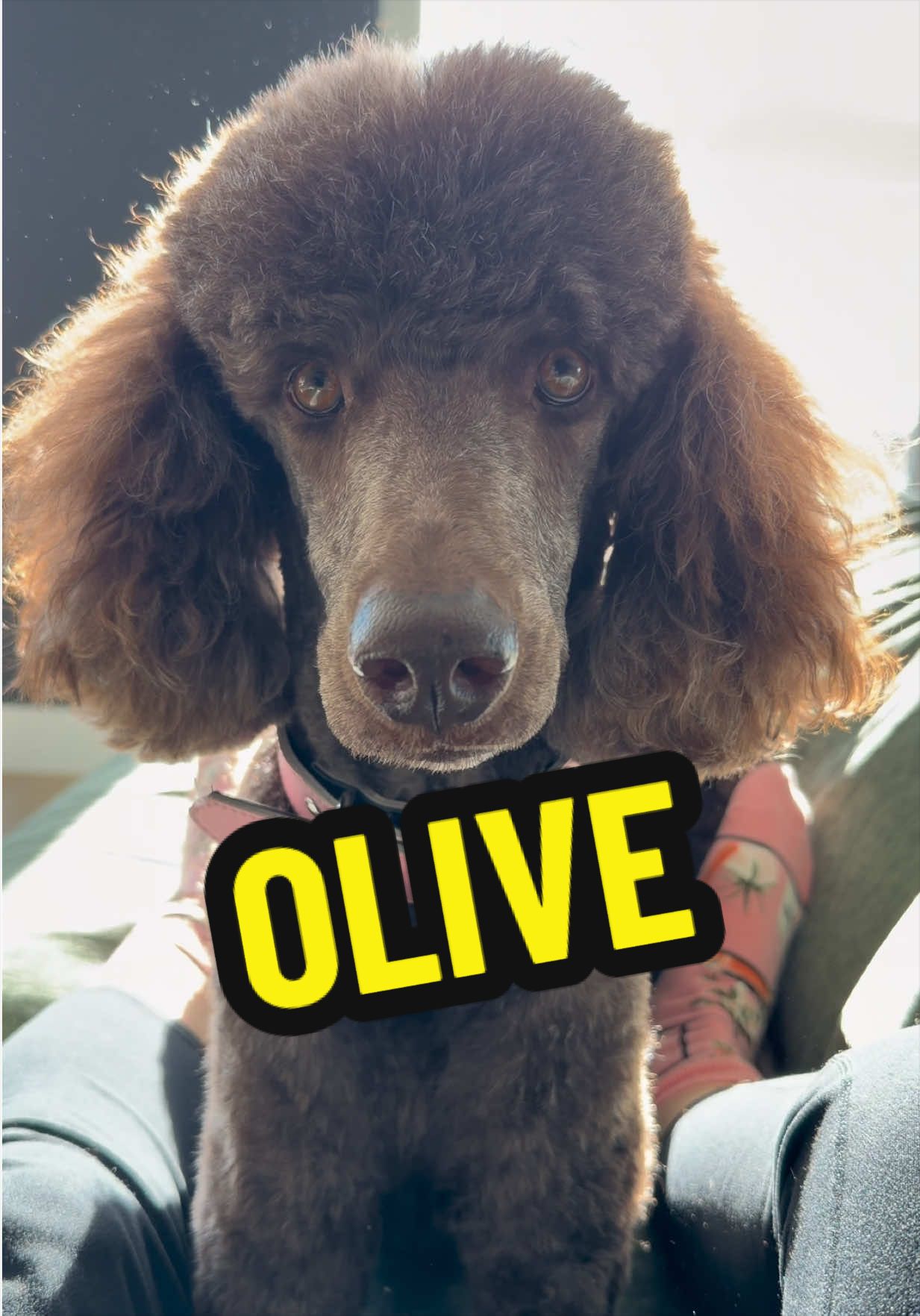 @Olive & Pepper