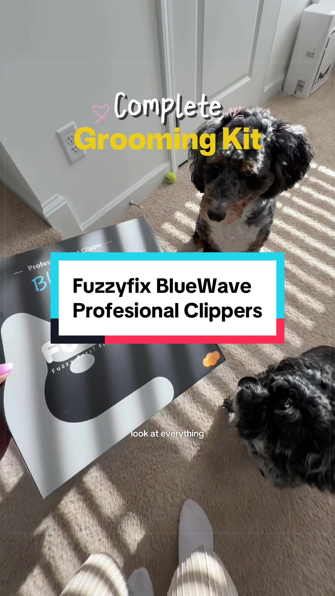 @Archie The Bernedoodle
