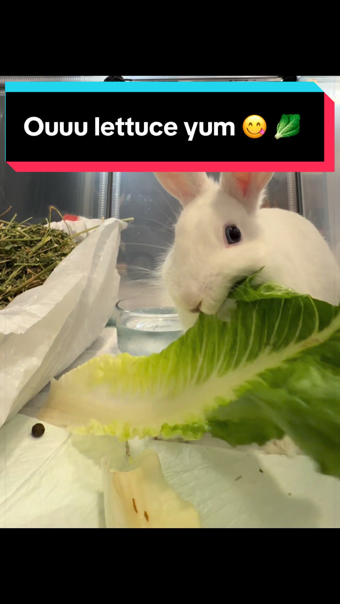 @bunsandhustles