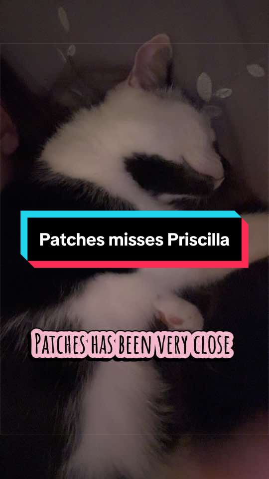 @catlover313official
