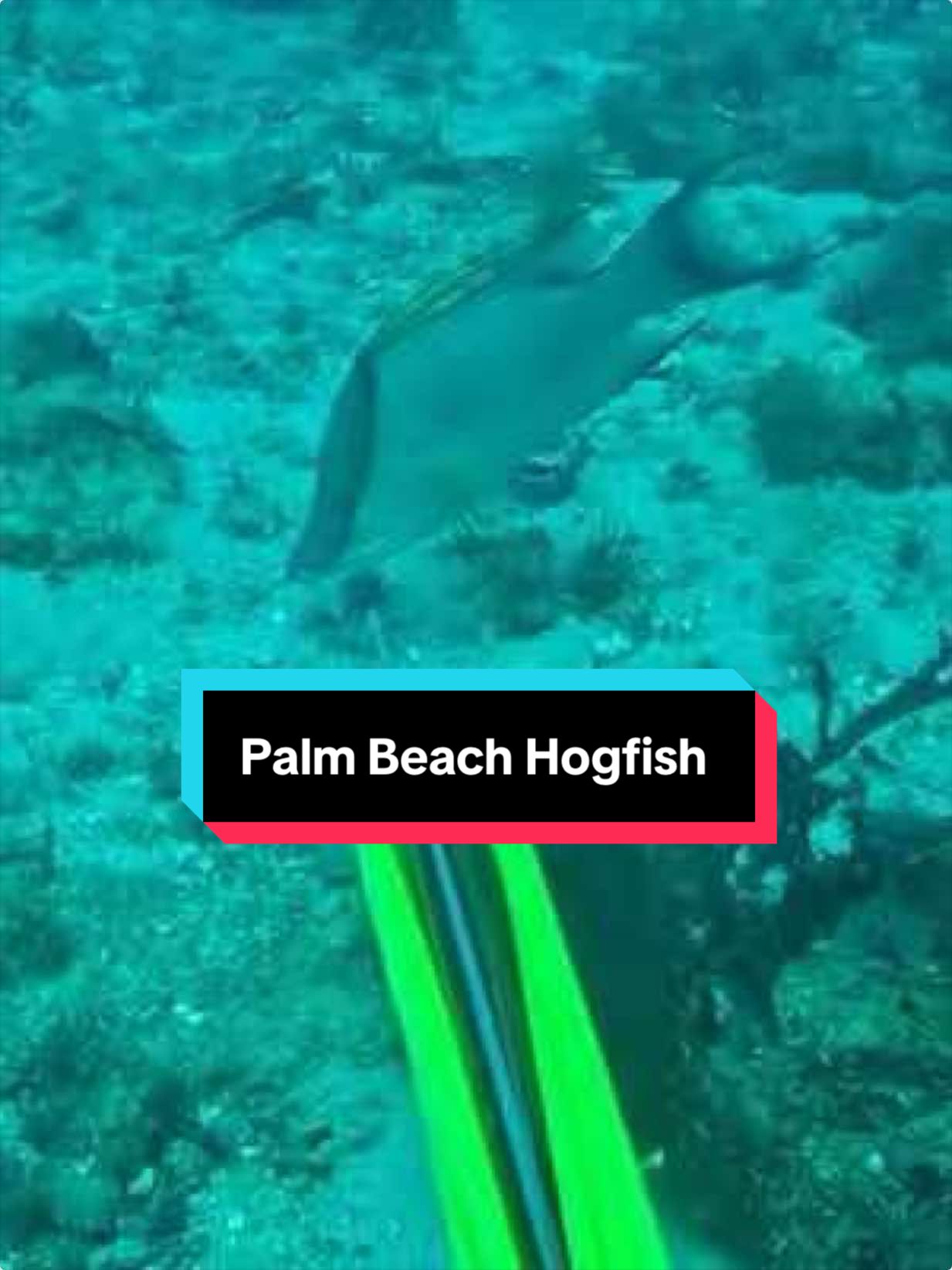 @Palmbeachlobsters