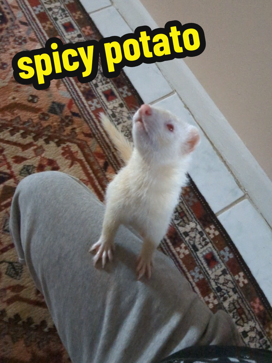 @Chaos Critters