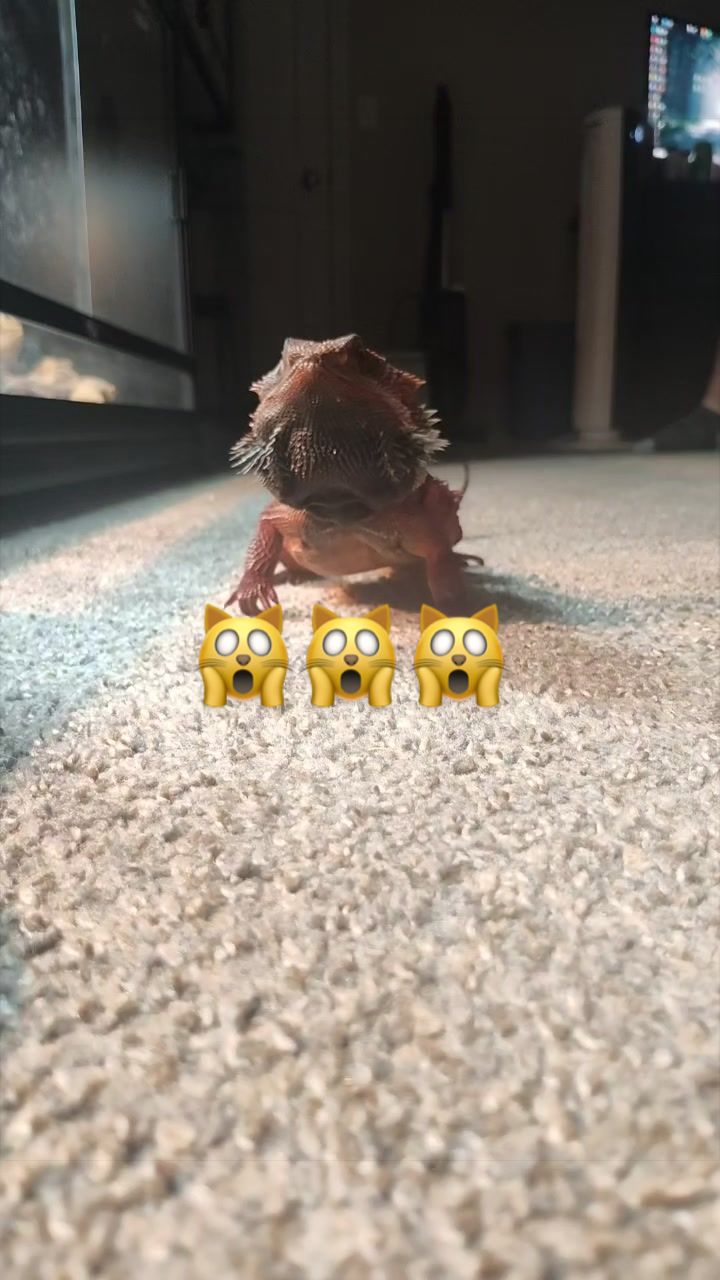 @indominusreps
