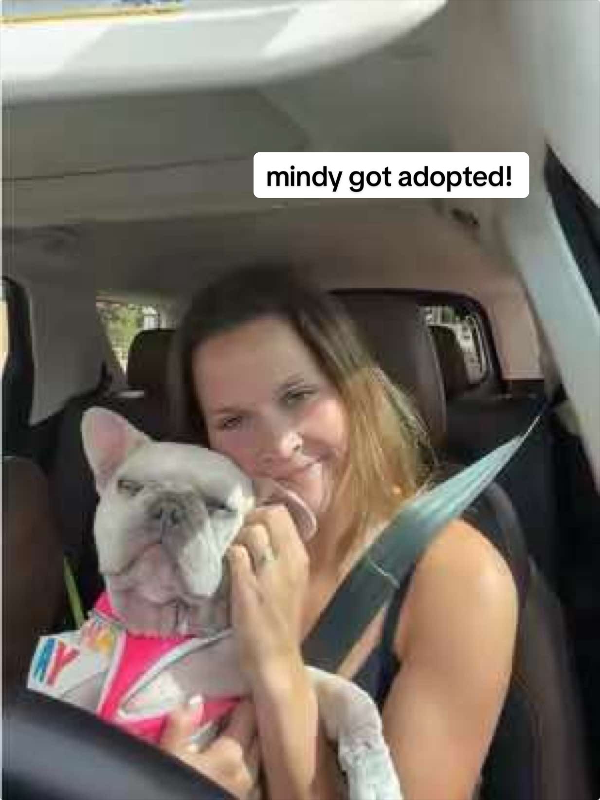 @Abby KPA-CTP | Dog Trainer