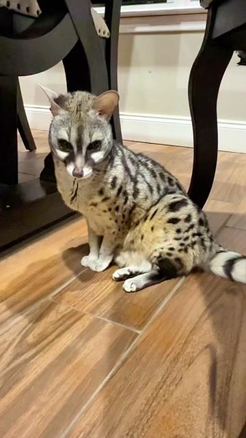 @Dr.Nicole-VetMed