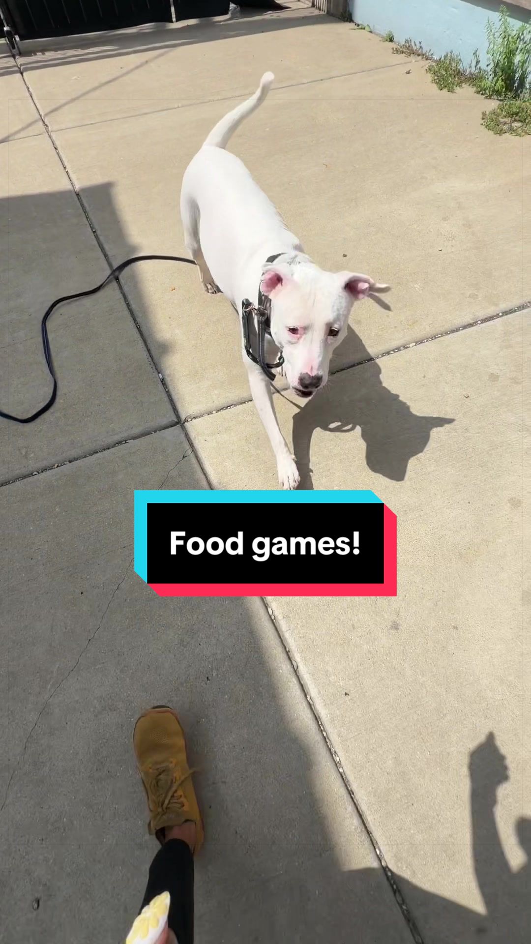 @dogstrainjen