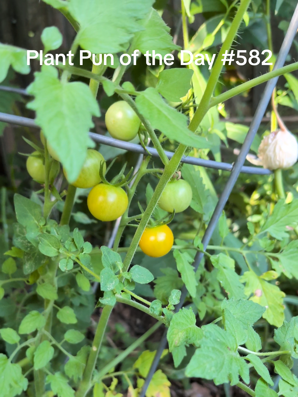 @The Plantiful Gardener