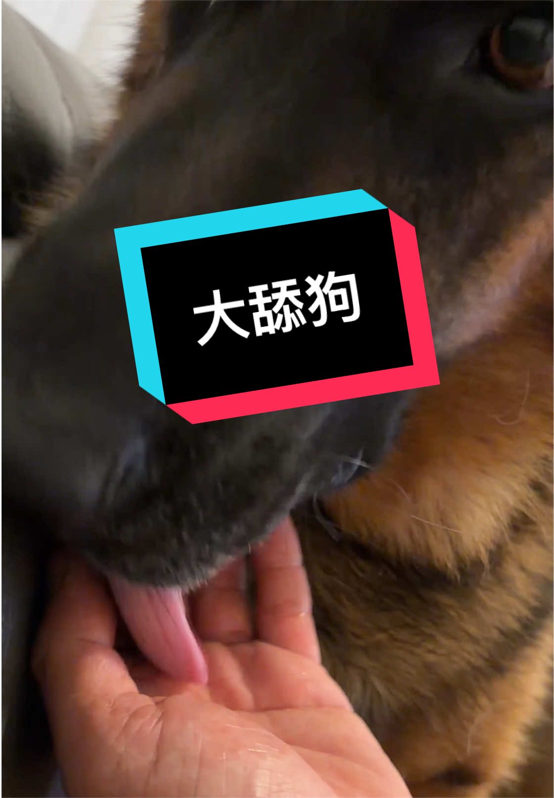 @Ginger-金橘德牧