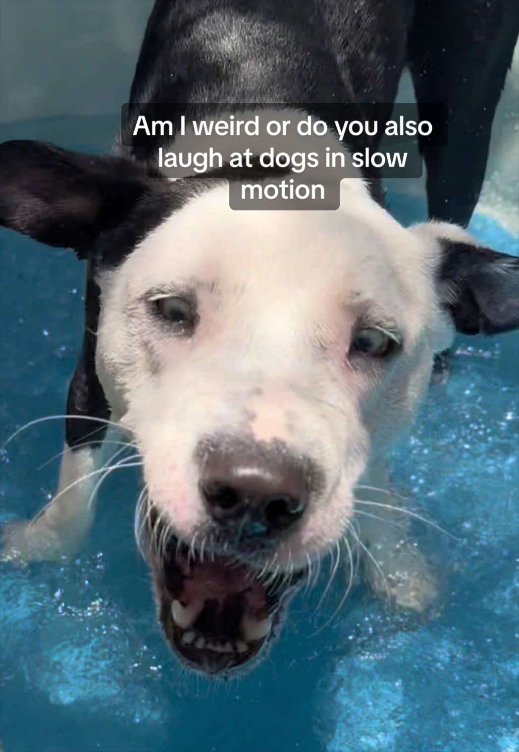 @Puppy named Poet