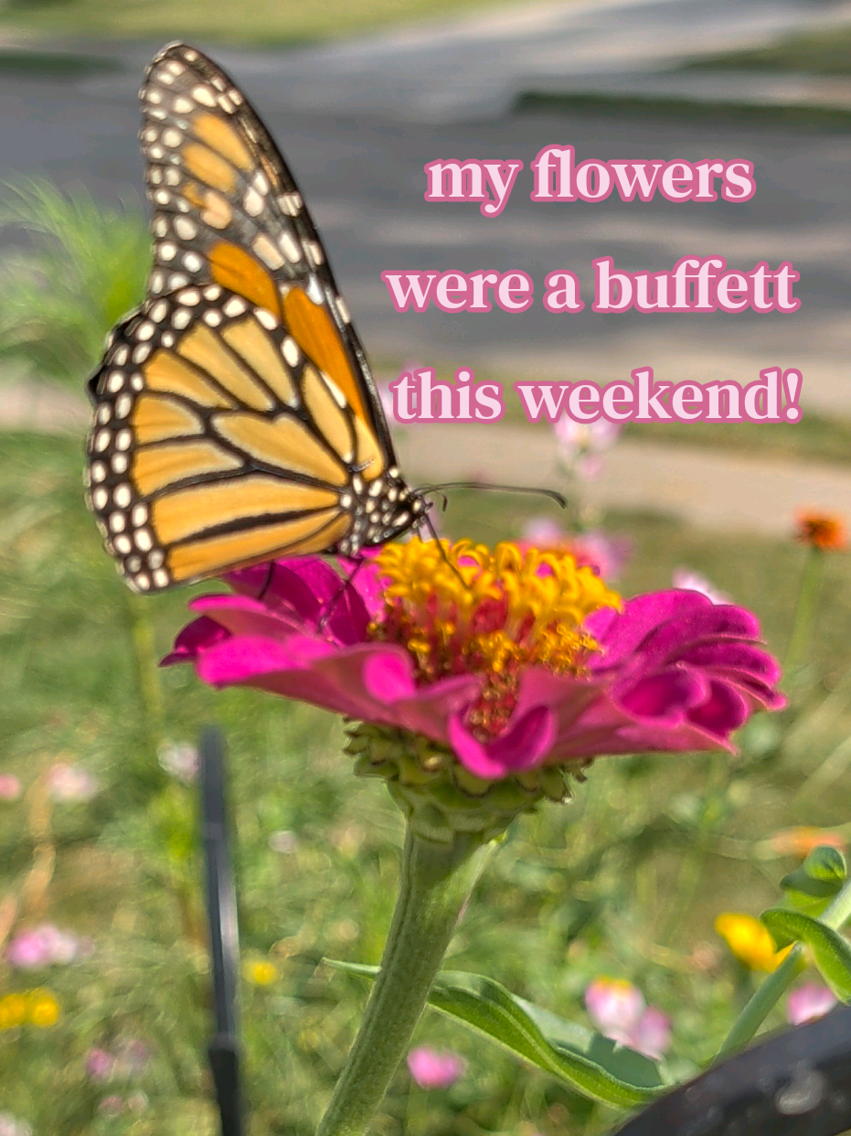 @Lauren | Books, Blooms & Bites
