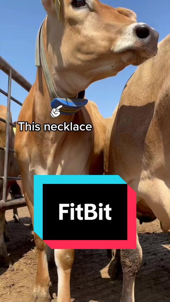 @Dairy Vet Dr. Michelle