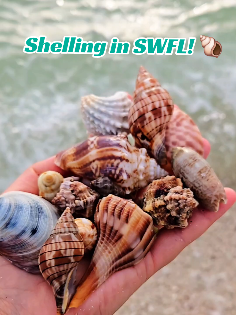 @The Seashell Mermaid ๐