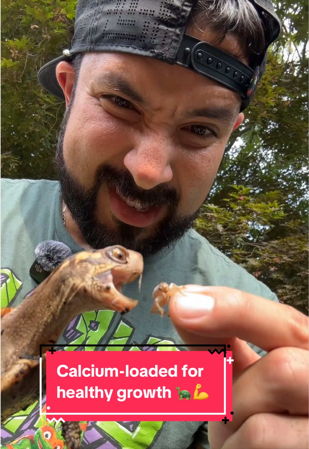 @Eastern Box Turtle