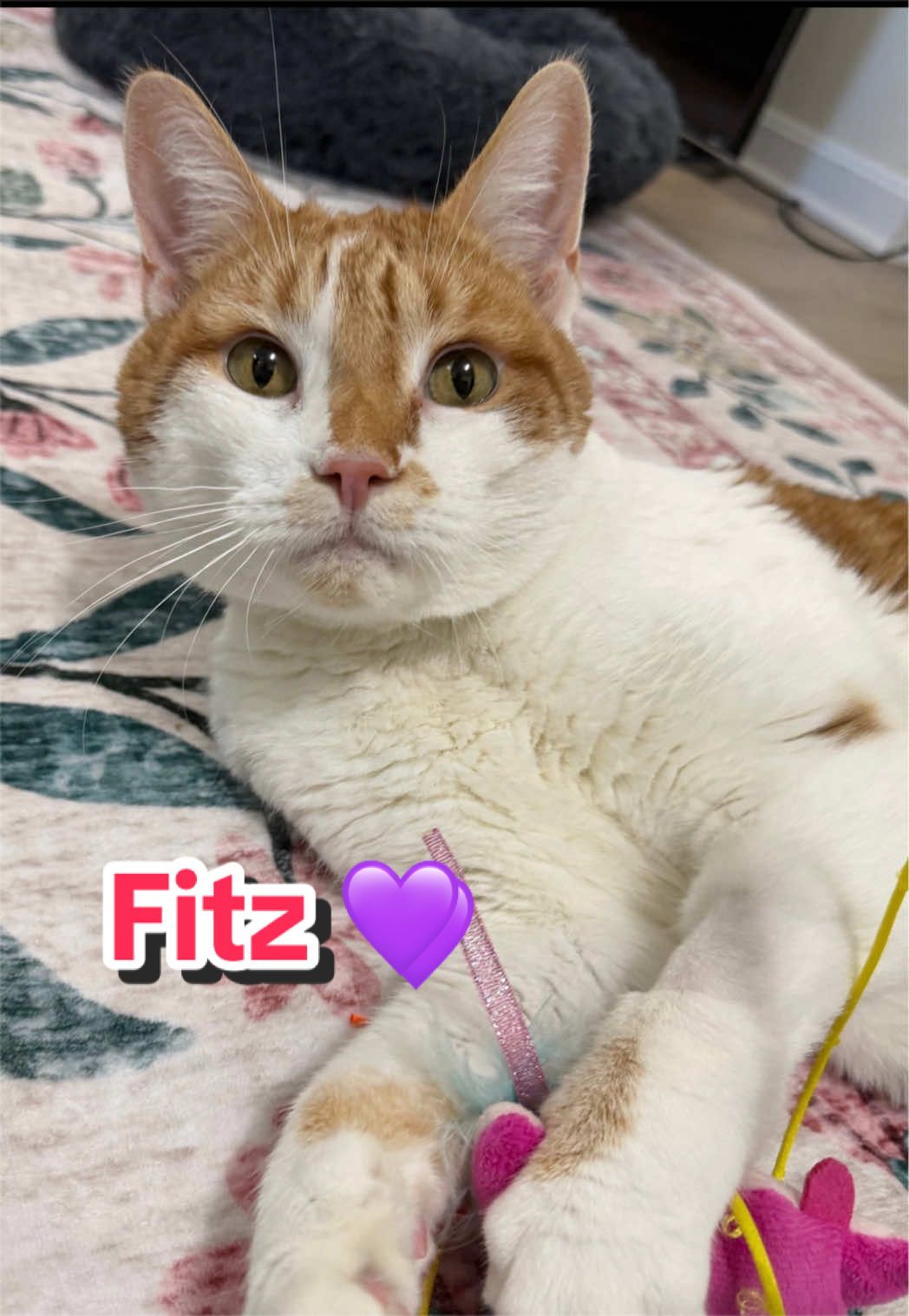 @Fancy Cats Rescue Team