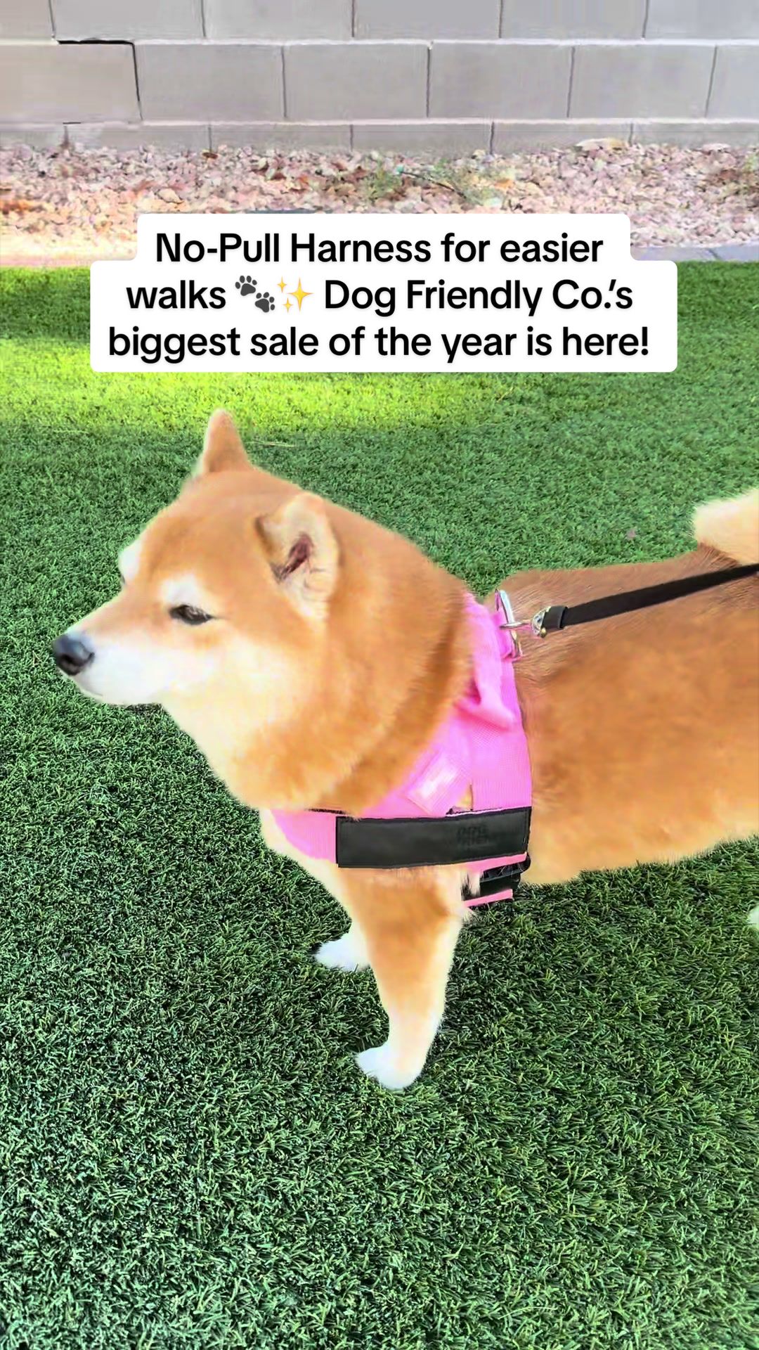 @Flock of Shibas 🐕🐕🐕