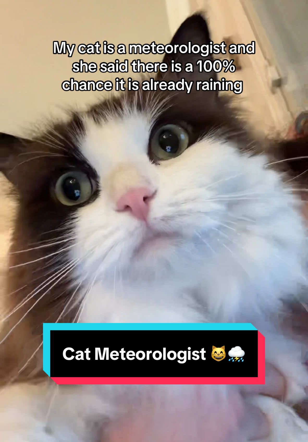 @Meredith Ragdoll Cat