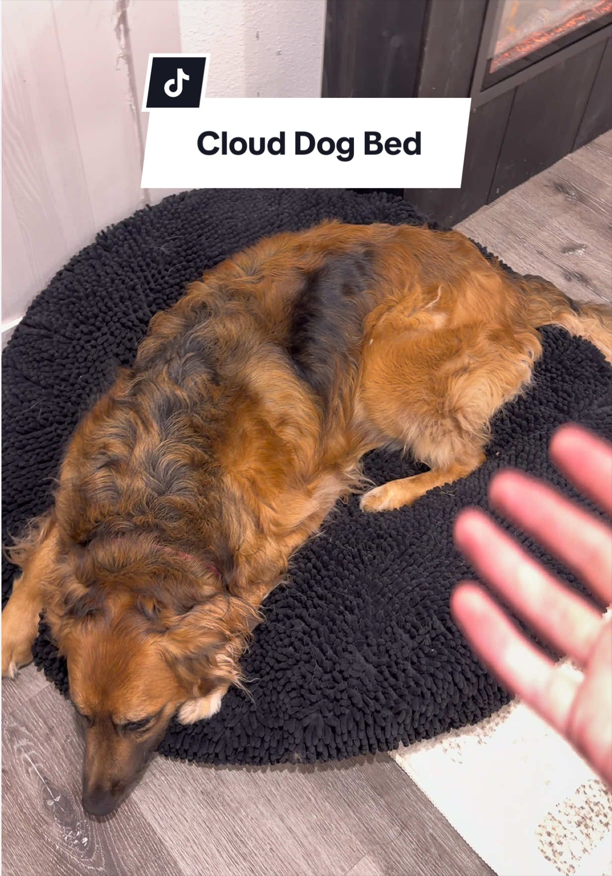 @lifewithgoldenshepherds