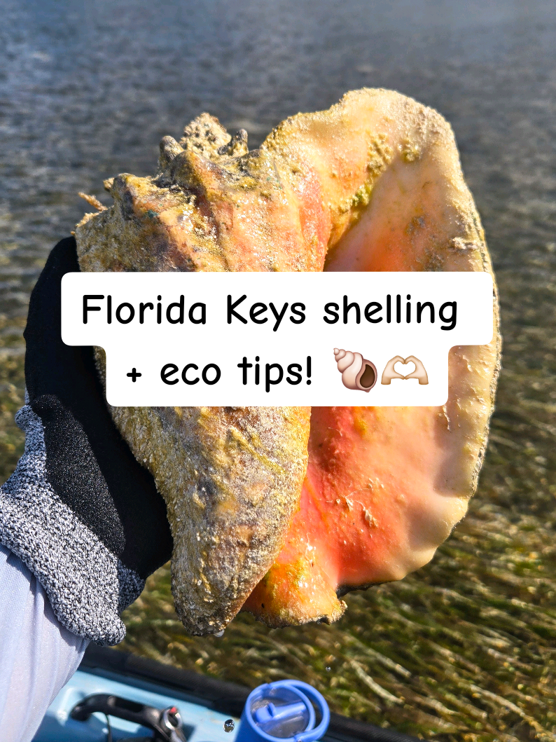 @The Seashell Mermaid ๐