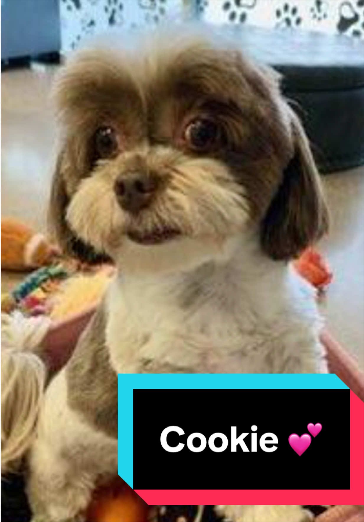 @Joyful Pets