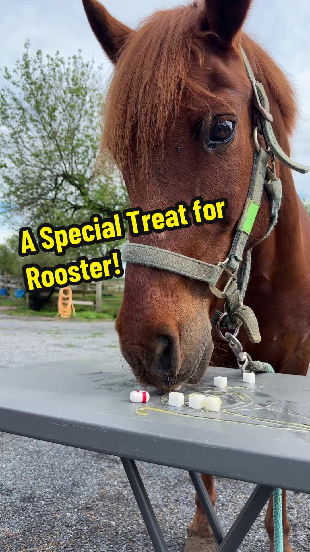 @Days End Farm Horse Rescue