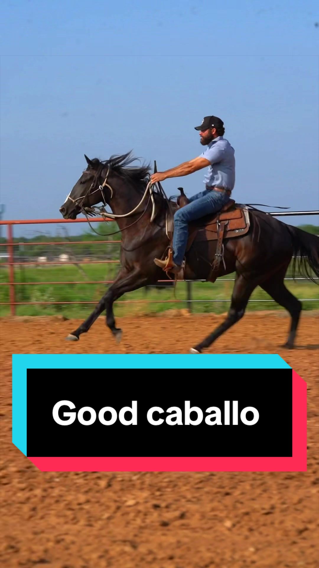 @WS Horses