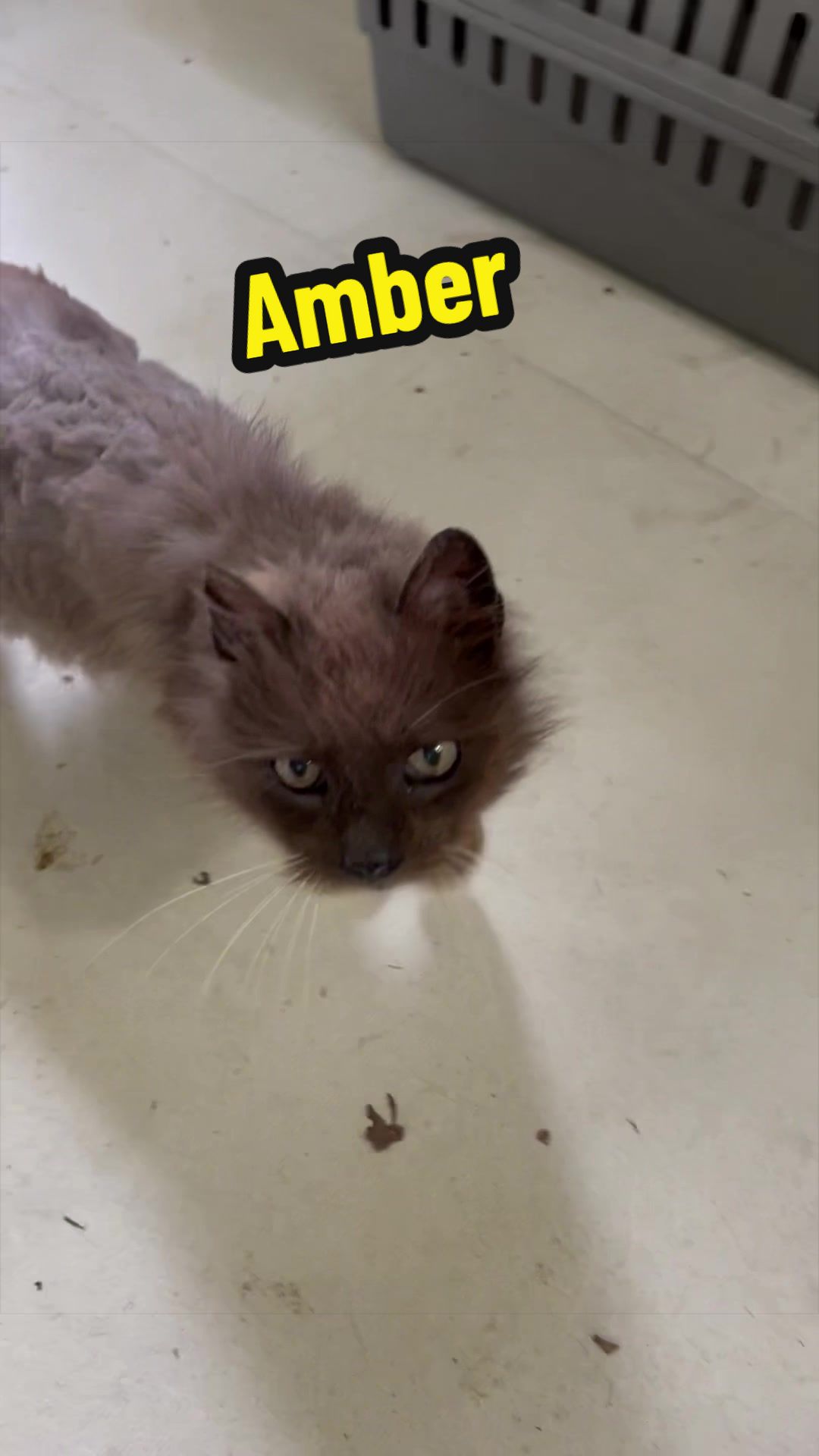 @Are We Home Yet? Cat Sanctuary
