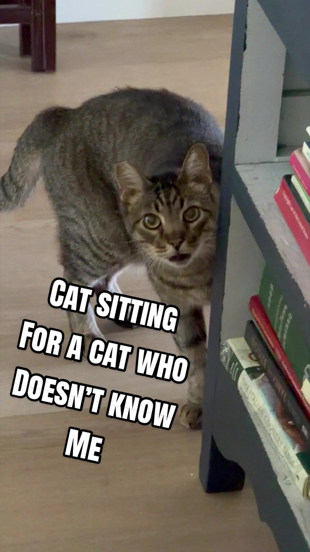 @The Pet Collective