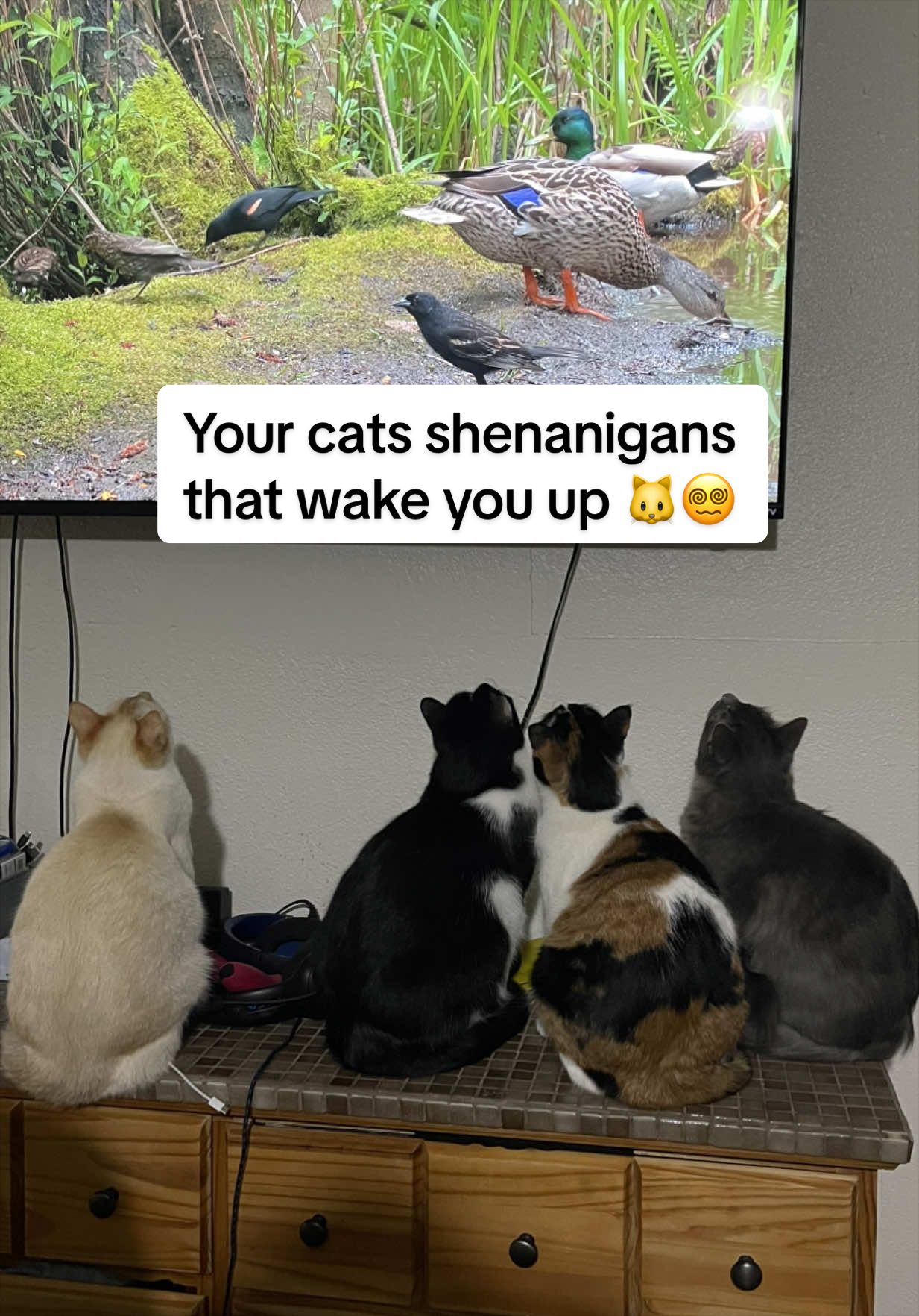 @whatthepurr