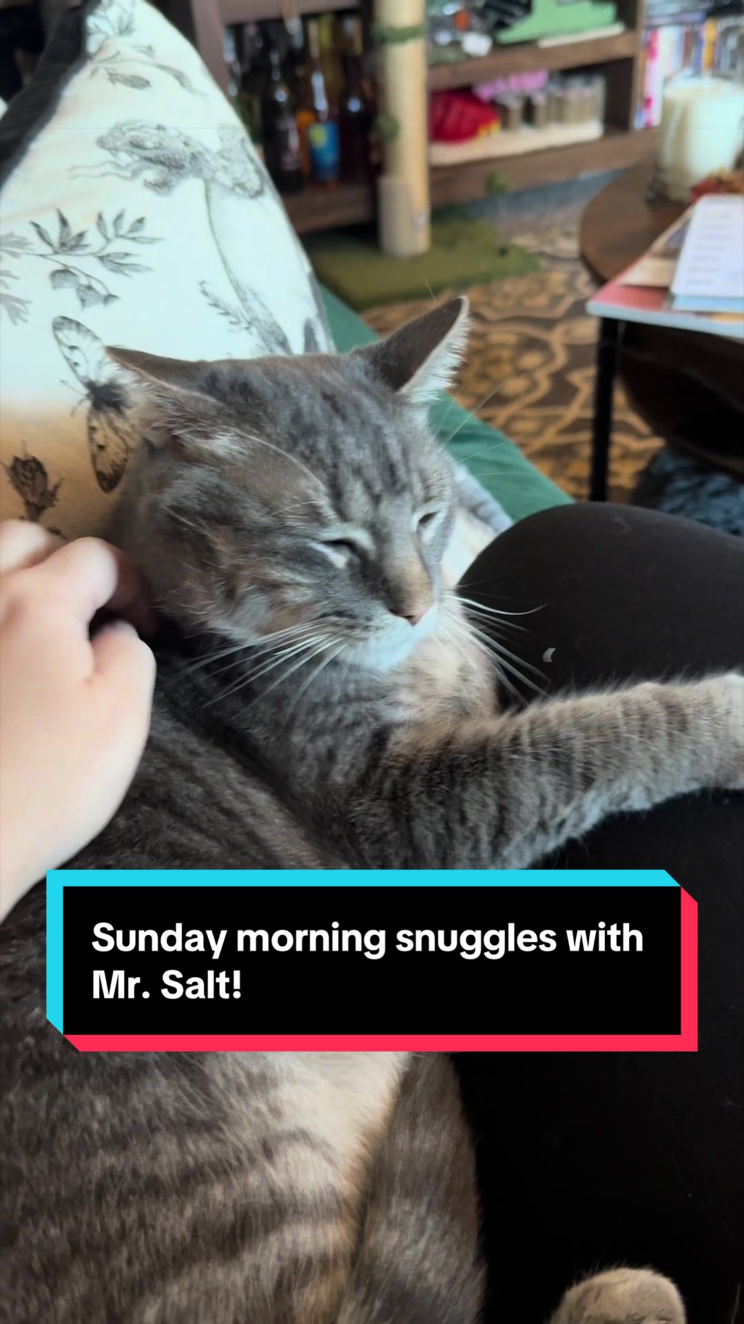 @my2blindcats