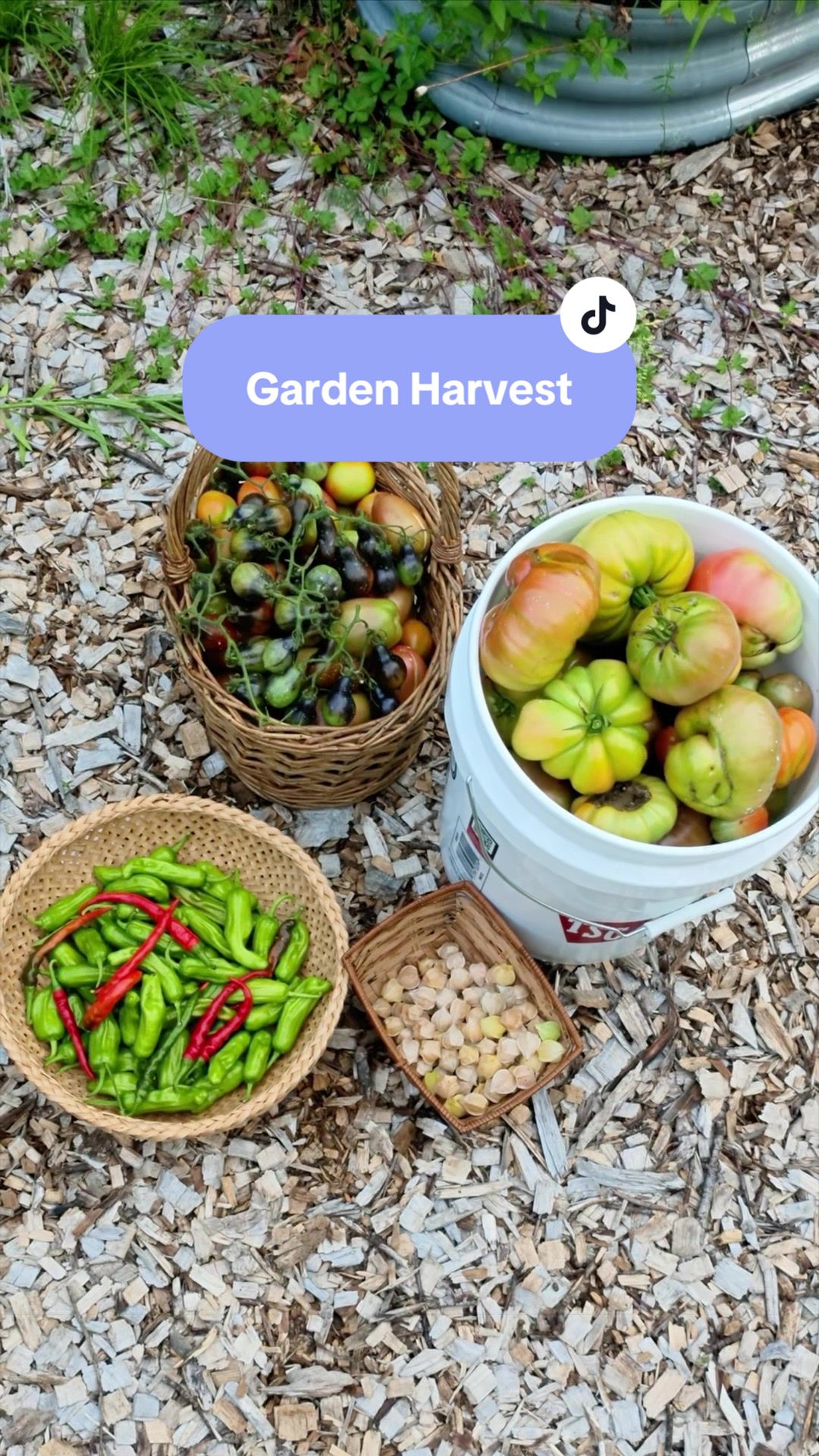 @Manica | zone 6a gardener