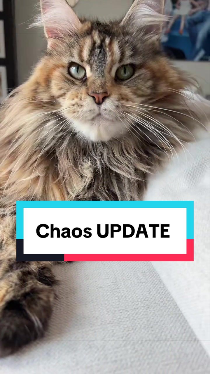 @Sassy Koonz Luxury MaineCoons