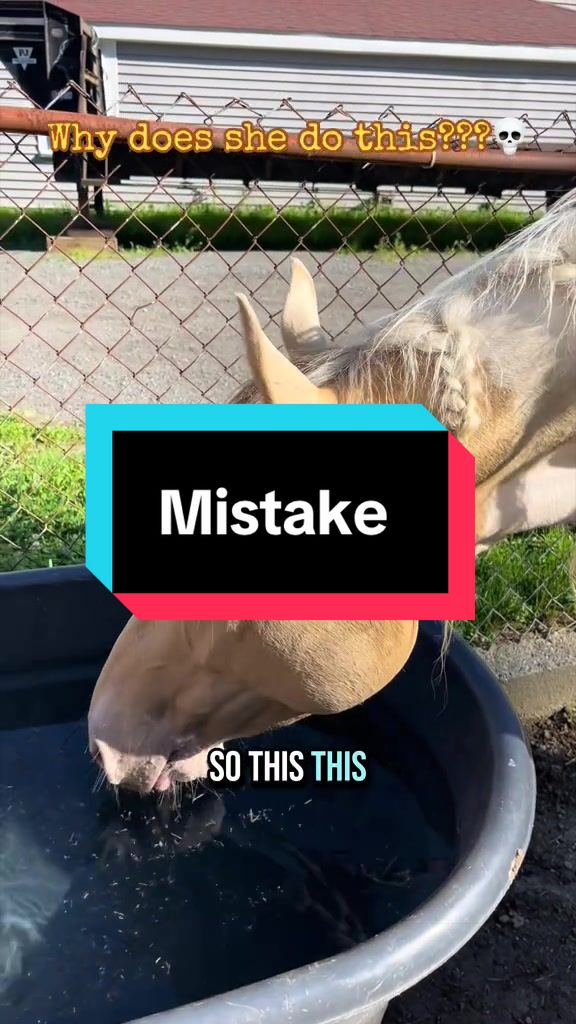 @Sandra&rsquo;s pale herd 🐴