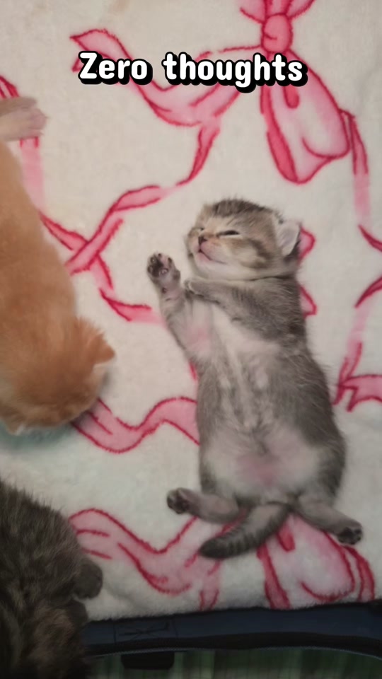 @Brittany's Beauties Kittens