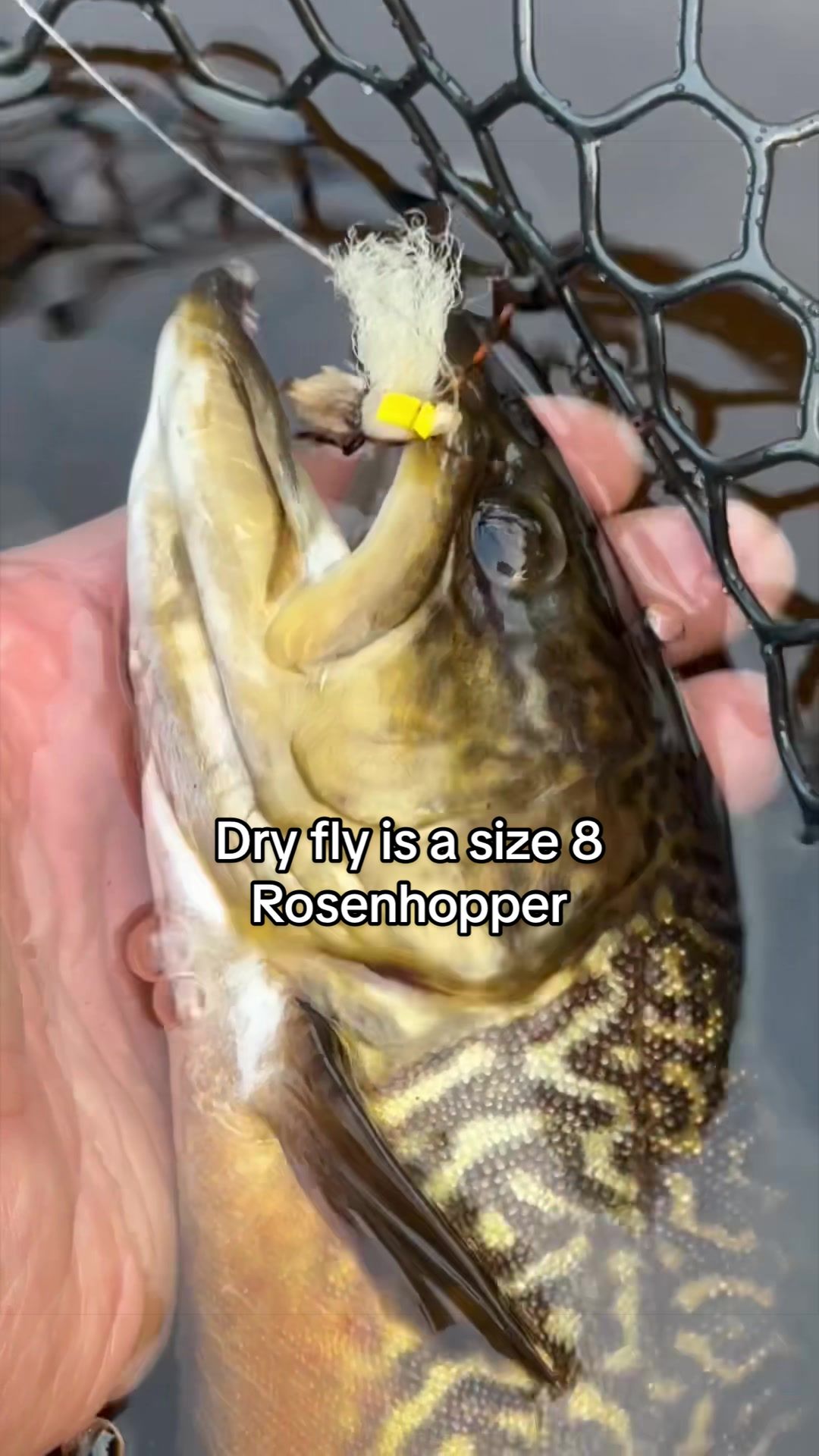@FlyFishDelawhere