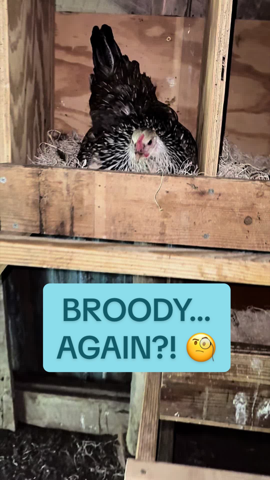 @Amy Jo | Eggnigma Holler 🐔