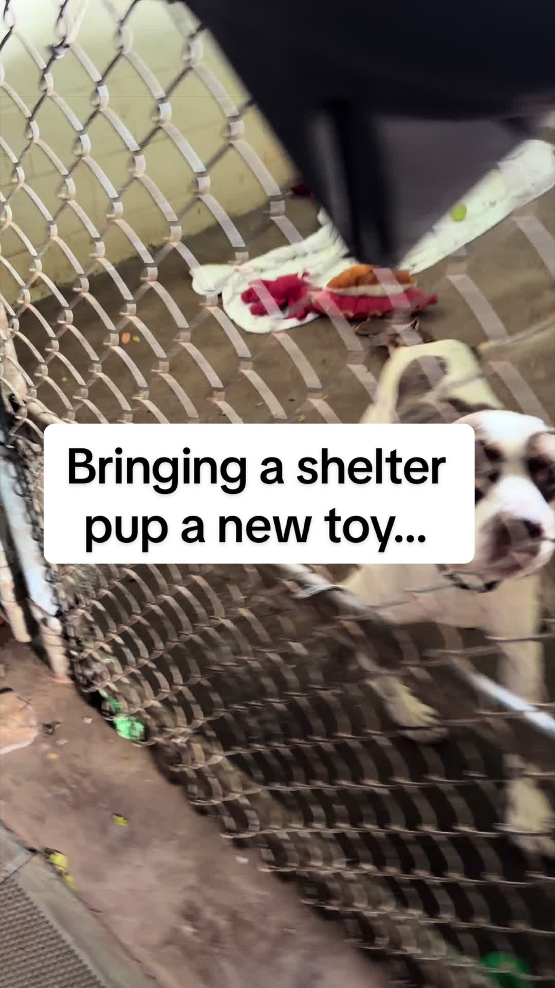 @Cassondra | Maui Shelter Dogs
