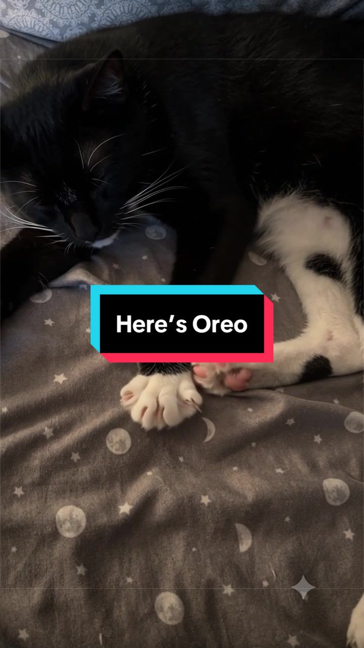 @catlover313official