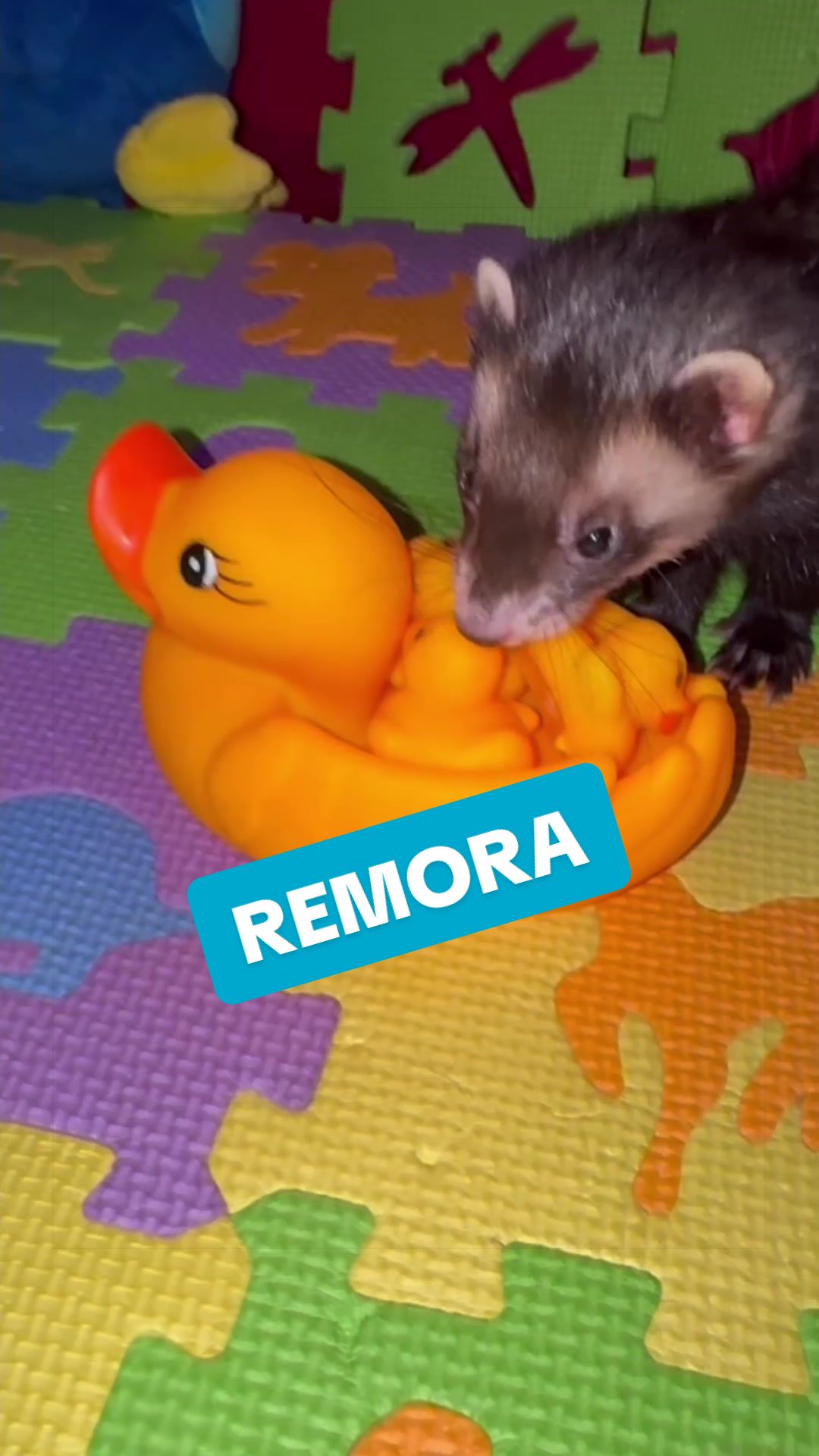 @Veritologic