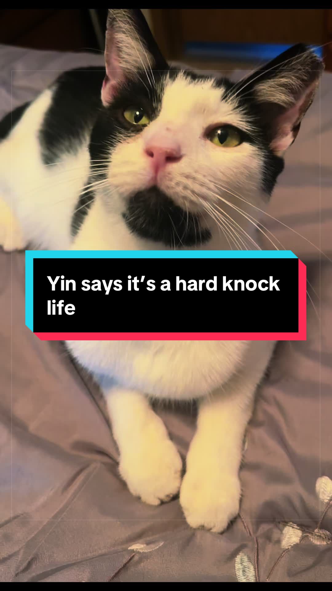 @catlover313official