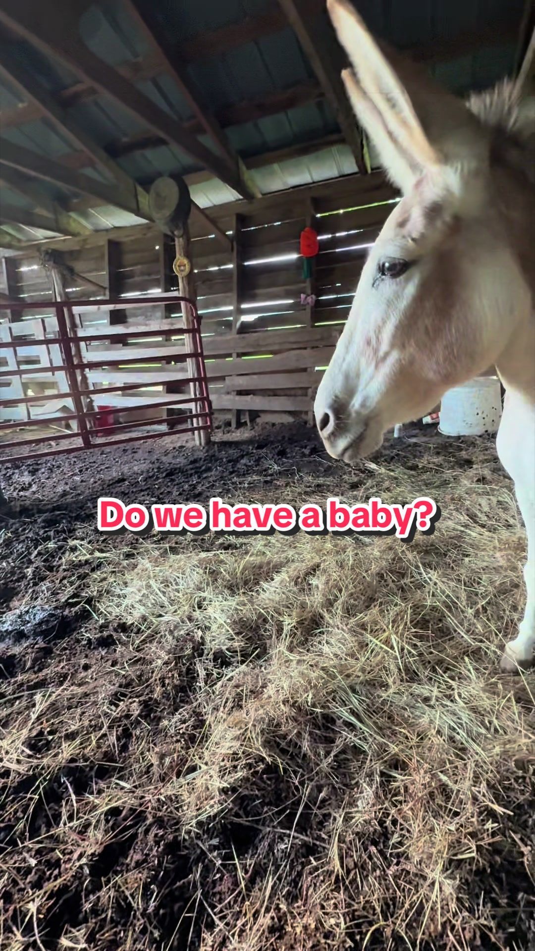 @Piney Bend Cattle